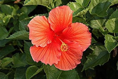 《最终幻想16》日本第二周实体销量下滑90%